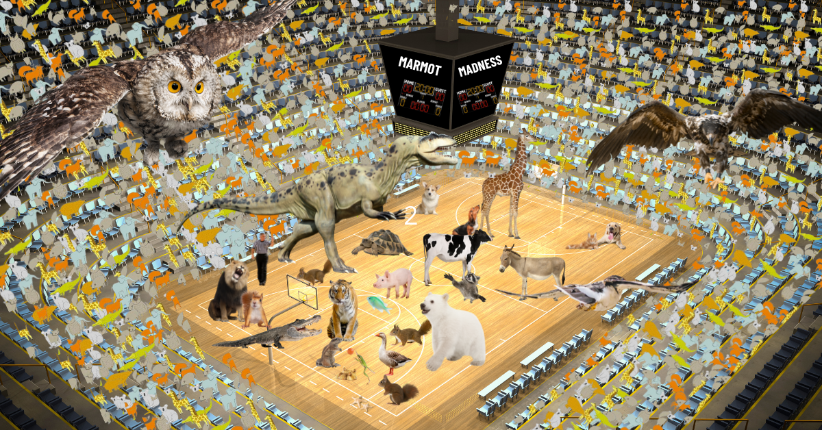 Marmot Madness: A gymnansium full of wild animals play a basketball game.