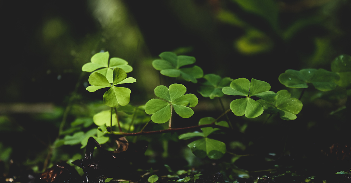A field of green shamrocks.