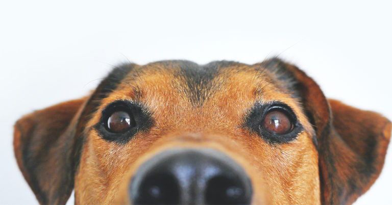 TQS takes on pets: Cats or dogs? IMAGE: The top half of a dog's head (nose, face, ears, eyes)